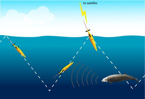 Acoustic detection glider